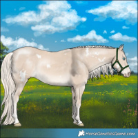 Horse Color:White Spotted Cremello Rabicano 