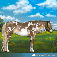 Horse Color:White Spotted Chocolate Palomino Mushroom Rabicano 