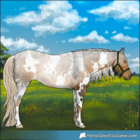 Horse Color:White Spotted Chocolate Palomino Mushroom