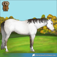 Horse Color:Gray Classic Cream Champagne Roan