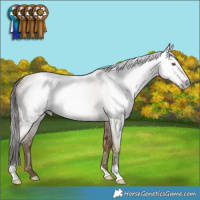 Horse Color:Gray Classic Cream Champagne Roan 