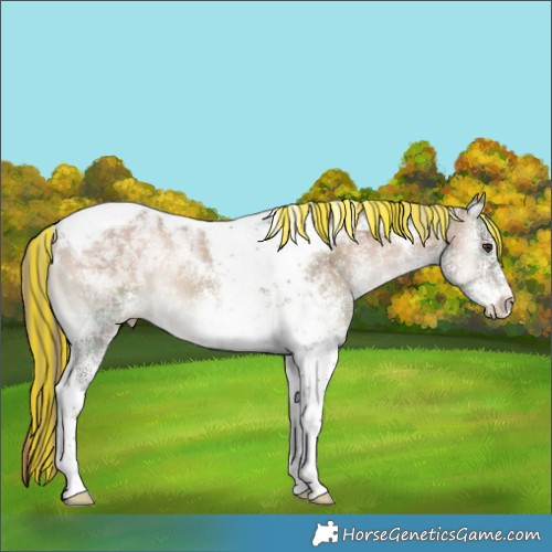Horse Color:Painted Plaid  White Spotted Liver Red Dun Onyx Tobiano Rabicano 