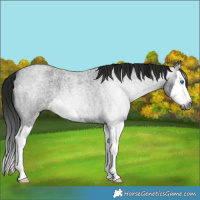 Horse Color:Gray Smoky Blue Roan Splash 
