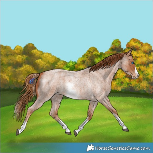 Horse Color:White Spotted Red Roan Splash 