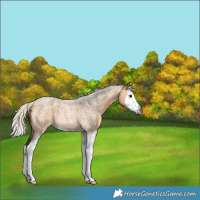 Horse Color:Gray Silver Buckskin Roan Splash