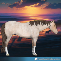 Horse Color:Amber Champagne Roan 