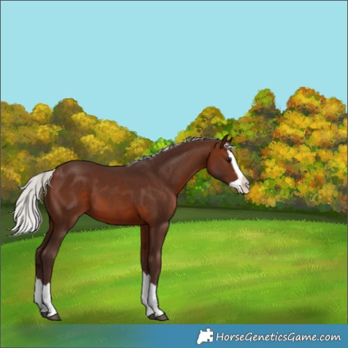 Horse Color:Silver Brown Splash 