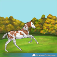 Horse Color:White Spotted Silver Bay Splash 