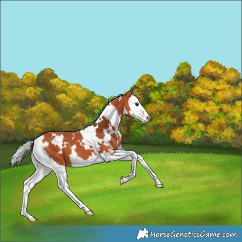 Horse Color:White Spotted Silver Bay Splash 