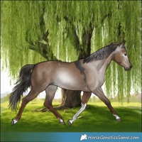 Horse Color:Gray Liver Red Dun Tobiano 