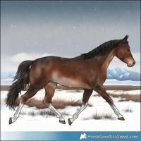 Horse Color:White Spotted Liver Chestnut Tobiano 