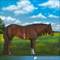 Horse Color:Liver Chestnut Sabino