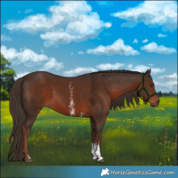 Horse Color:Liver Chestnut Sabino