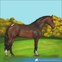 Horse Color:Bay Tobiano 