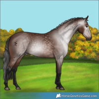 Horse Color:Gray Bay 