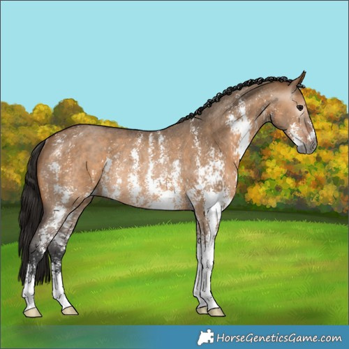 Horse Color:Gray Bay Dun Sabino Rabicano