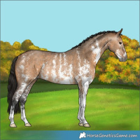 Horse Color:Gray Bay Dun Sabino Rabicano 