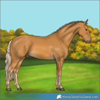 Horse Color:Palomino 