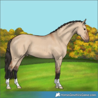 Horse Color:Bay Dun