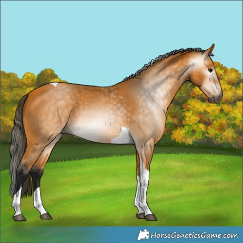 Horse Color:Gray Buckskin Tobiano 