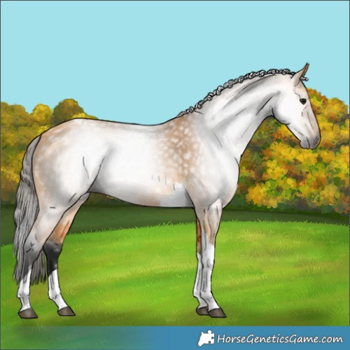Horse Color:Gray Buckskin Tobiano 