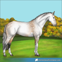 Horse Color:Gray Buckskin Tobiano