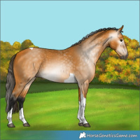 Horse Color:Gray Buckskin Tobiano 