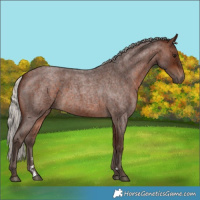 Horse Color:Silver Brown Roan