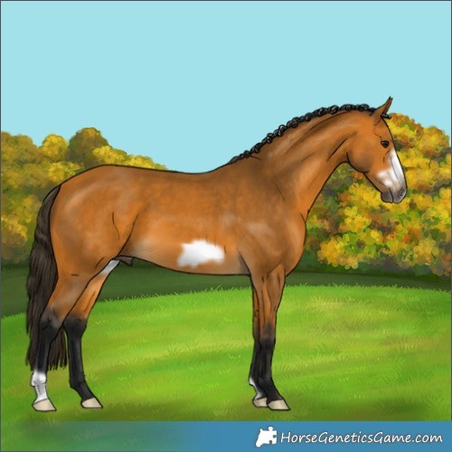 Horse Color:Gray Buckskin Frame 