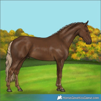 Horse Color:Chocolate Palomino 