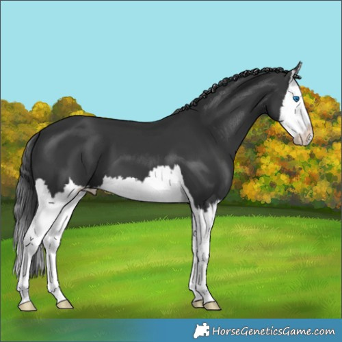 Horse Color:Black Splash 