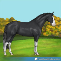 Horse Color:Black Splash