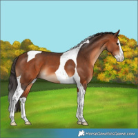 Horse Color:Bay Splash Tobiano
