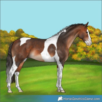 Horse Color:Bay Splash Tobiano 