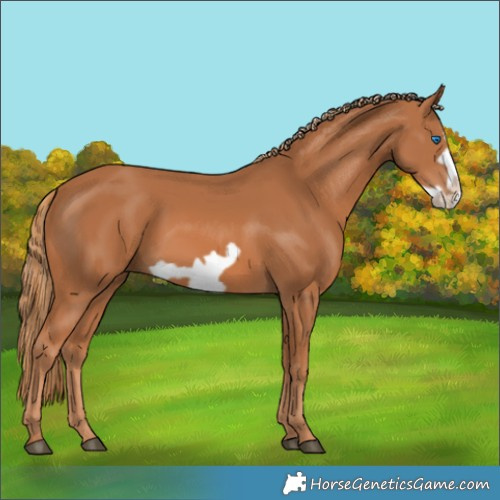 Horse Color:Chestnut Frame 
