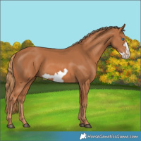 Horse Color:Chestnut Frame 