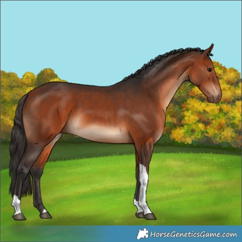 Horse Color:Bay Tobiano