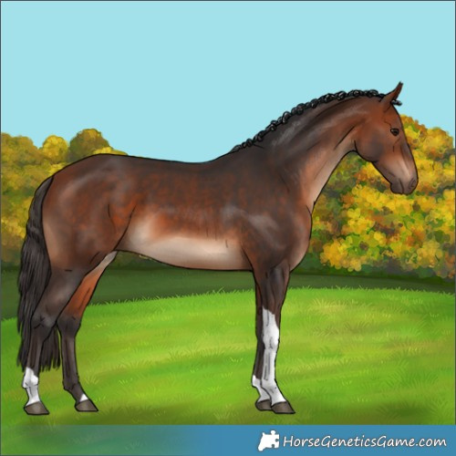 Horse Color:Bay Tobiano 