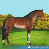 Horse Color:Bay Tobiano 