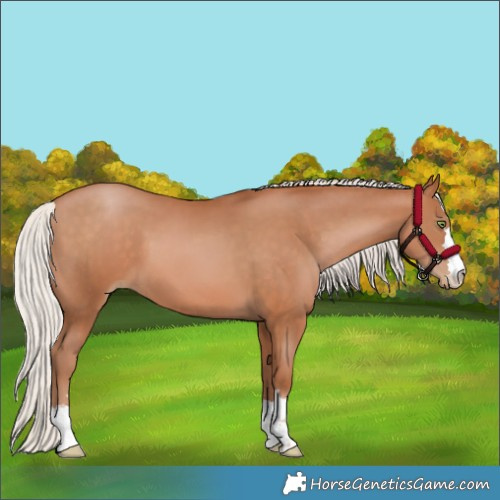 Horse Color:Silver Brown Pearl 
