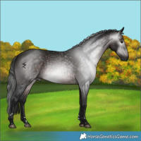 Horse Color:Gray Bay