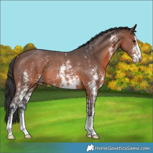 Horse Color:Brown Sabino Rabicano 