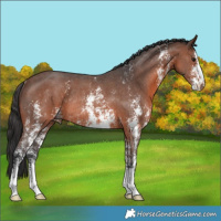 Horse Color:Brown Sabino Rabicano 