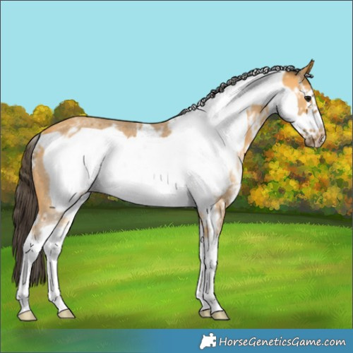 Horse Color:Buckskin Sabino Frame Rabicano 