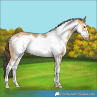 Horse Color:Buckskin Sabino Frame Rabicano 