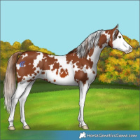 Horse Color:White Spotted Chestnut Splash 