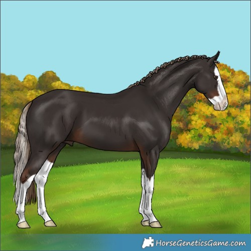Horse Color:Liver Chestnut Splash 