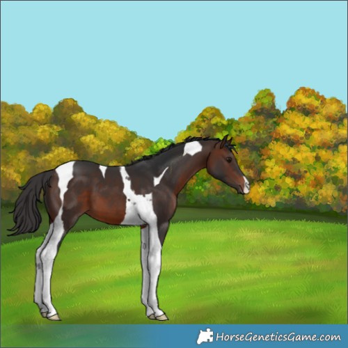 Horse Color:Brown Tobiano 