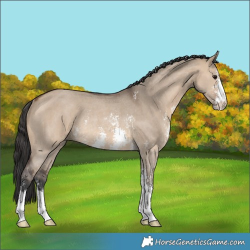 Horse Color:Brown Dun Sabino Rabicano 