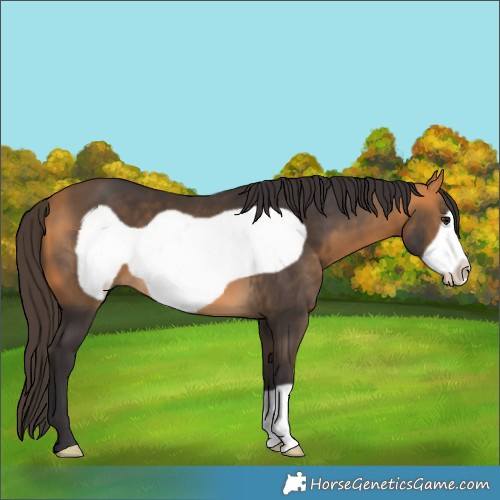 Horse Color:Buckskin Frame 